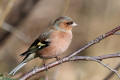 Chaffinch