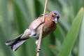 Chaffinch