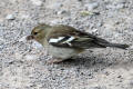 Chaffinch