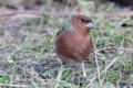 Chaffinch