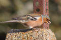 Chaffinch