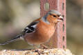 Chaffinch image from gardenbirdwatching.com