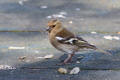 Chaffinch