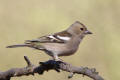 Chaffinch