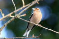 Chaffinch