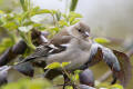 Chaffinch