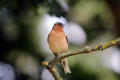 Chaffinch