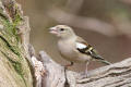 Chaffinch image from gardenbirdwatching.com