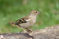 Chaffinch