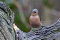 Chaffinch