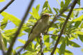 Chiffchaff