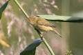 Chiffchaff