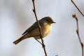 Chiffchaff