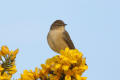 Chiffchaff