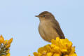 Chiffchaff