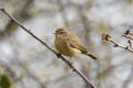 Chiffchaff