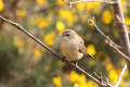 Chiffchaff