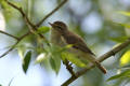 Chiffchaff