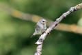 Chiffchaff