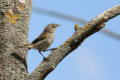 Chiffchaff