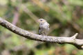 Chiffchaff