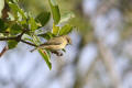 Chiffchaff