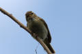 Chiffchaff