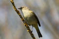 Chiffchaff