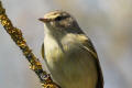 Chiffchaff