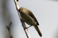 Chiffchaff