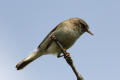 Chiffchaff