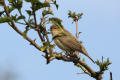 Chiffchaff