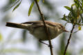 Chiffchaff