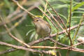 Chiffchaff