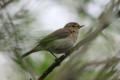 Chiffchaff