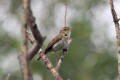 Chiffchaff