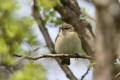 Chiffchaff