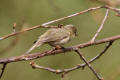 Chiffchaff