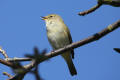 Chiffchaff