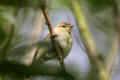 Chiffchaff