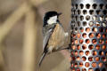 Coal Tit image from gardenbirdwatching.com