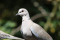 Collared Dove