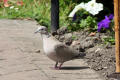 Collared Dove