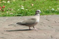 Collared Dove