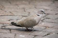 Collared Dove