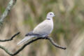 Collared Dove