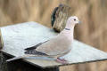 Collared Dove