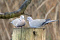 Collared Dove