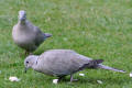 Collared Dove