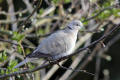 Collared Dove